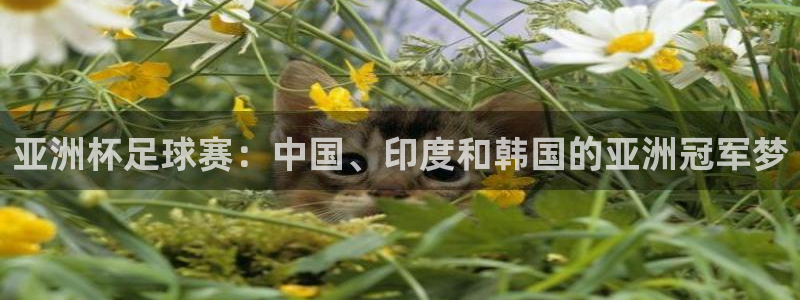 世界杯直播免费观看：亚洲杯足球赛：中国、印度和韩国的亚洲冠军梦